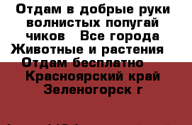 Отдам в добрые руки волнистых попугай.чиков - Все города Животные и растения » Отдам бесплатно   . Красноярский край,Зеленогорск г.